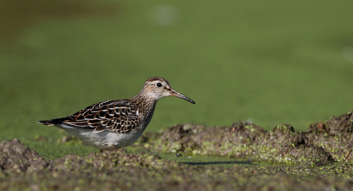 Bécasseau à poitrine cendrée - ML76433411