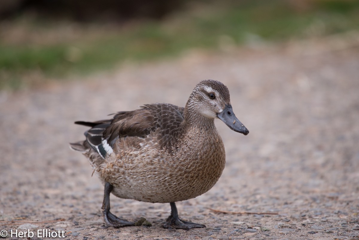 Garganey - ML76433421