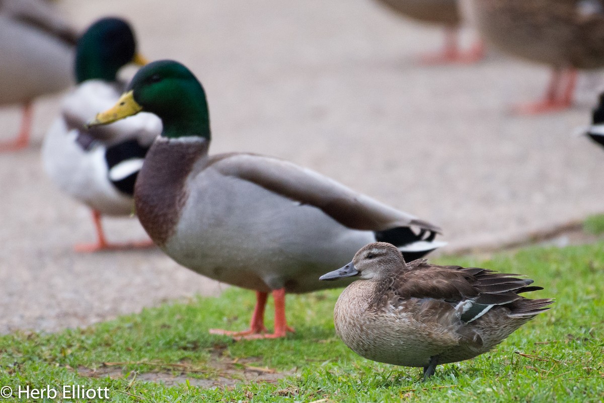 Garganey - ML76433491