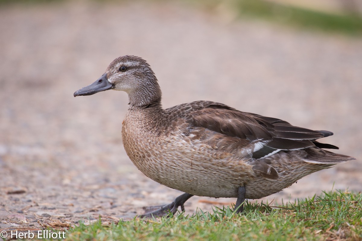 Garganey - Herb Elliott