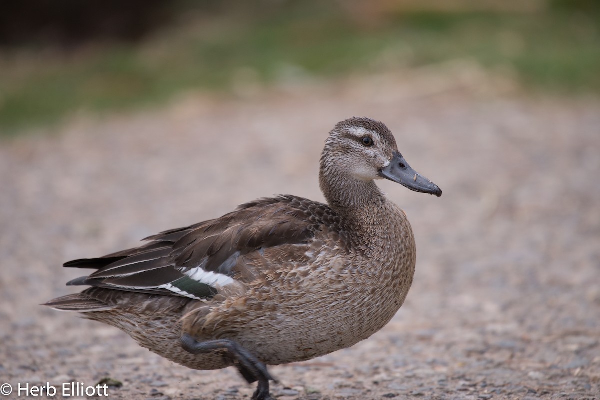 Garganey - ML76433621