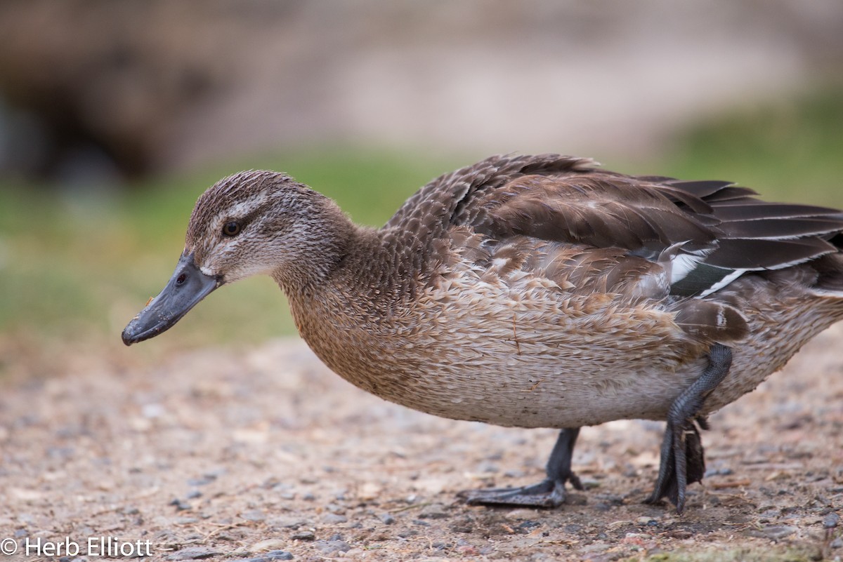 Garganey - ML76433651