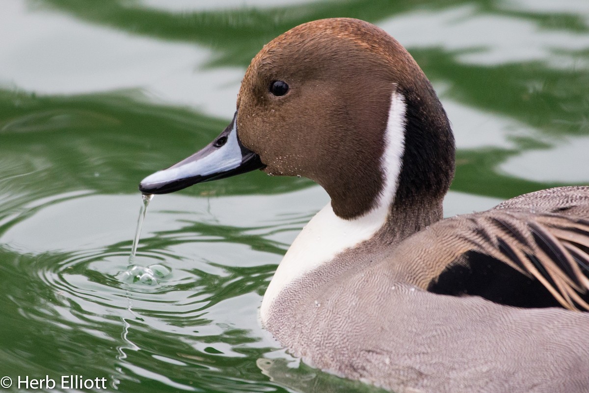 Northern Pintail - ML76433671