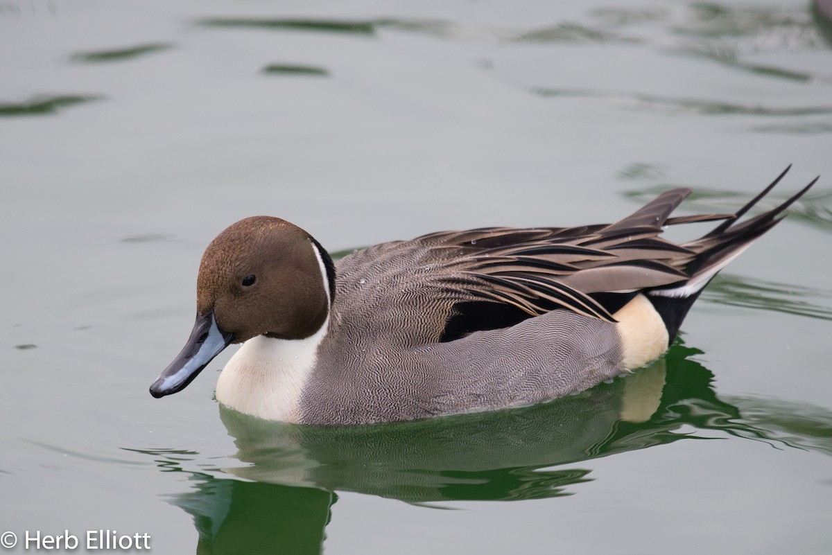 Northern Pintail - ML76433681