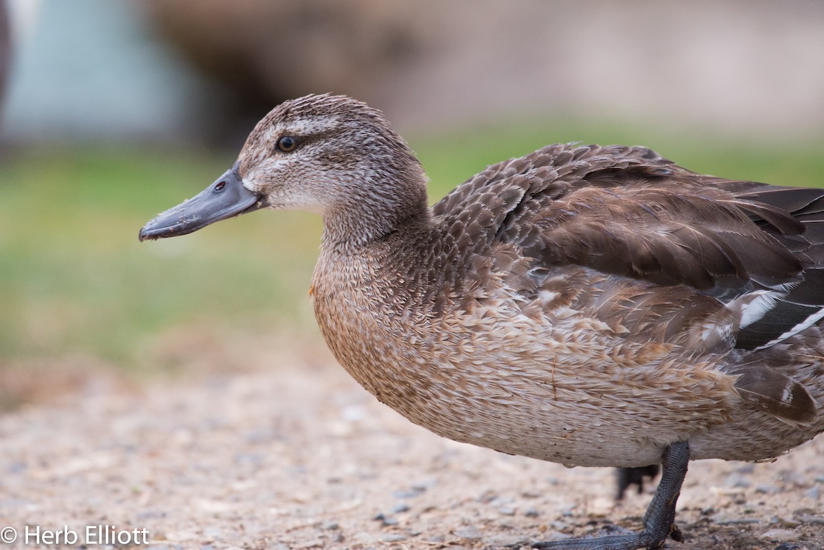 Garganey - Herb Elliott