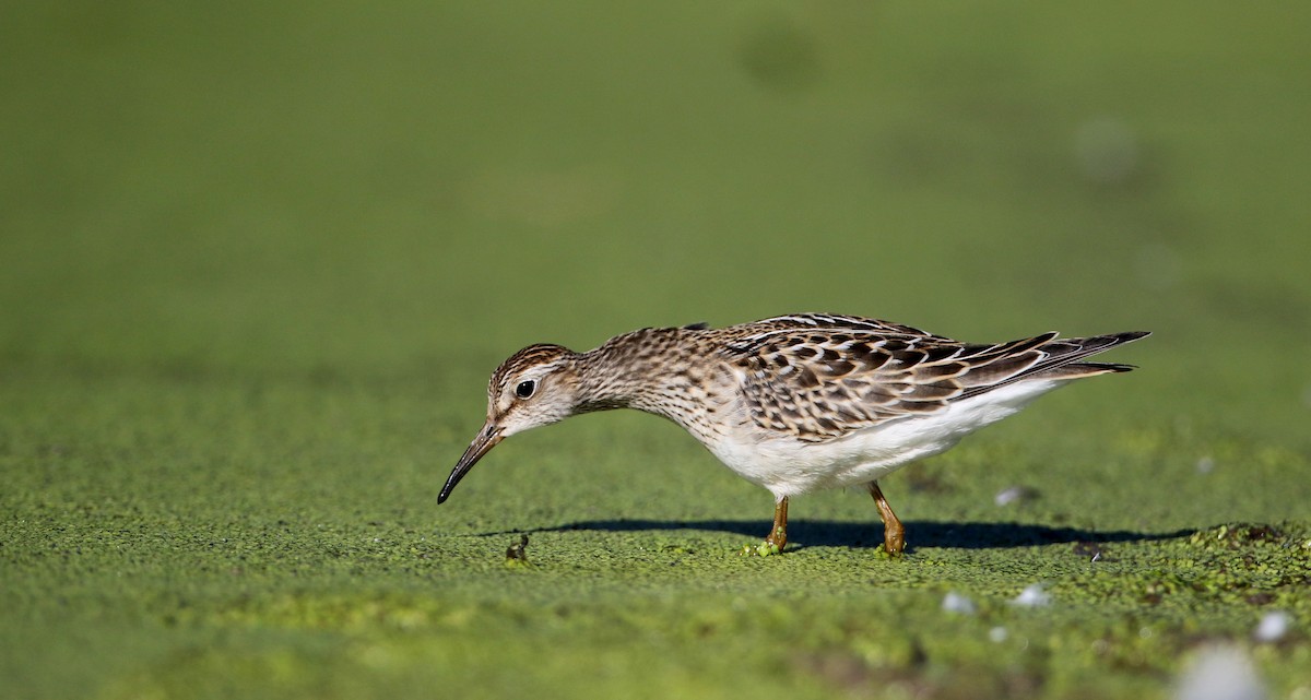 Pectoral Sandpiper - Jay McGowan