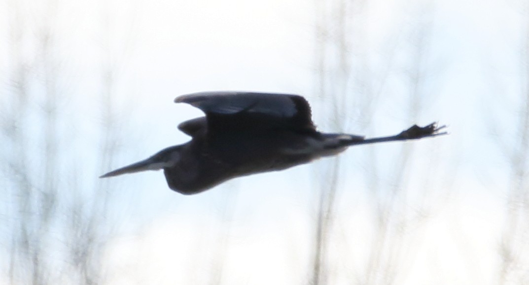 Great Blue Heron - Jeff Hullstrung