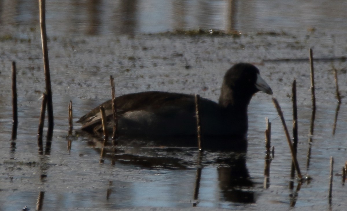 American Coot - ML76436181