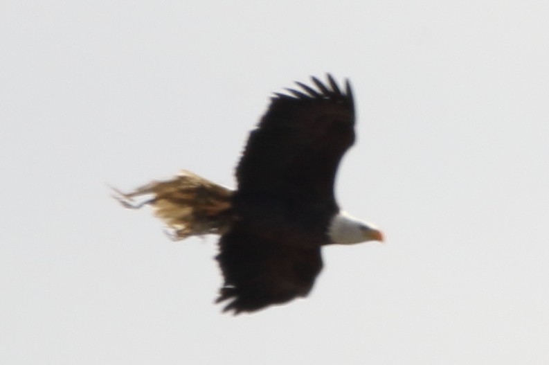 Bald Eagle - ML76436221