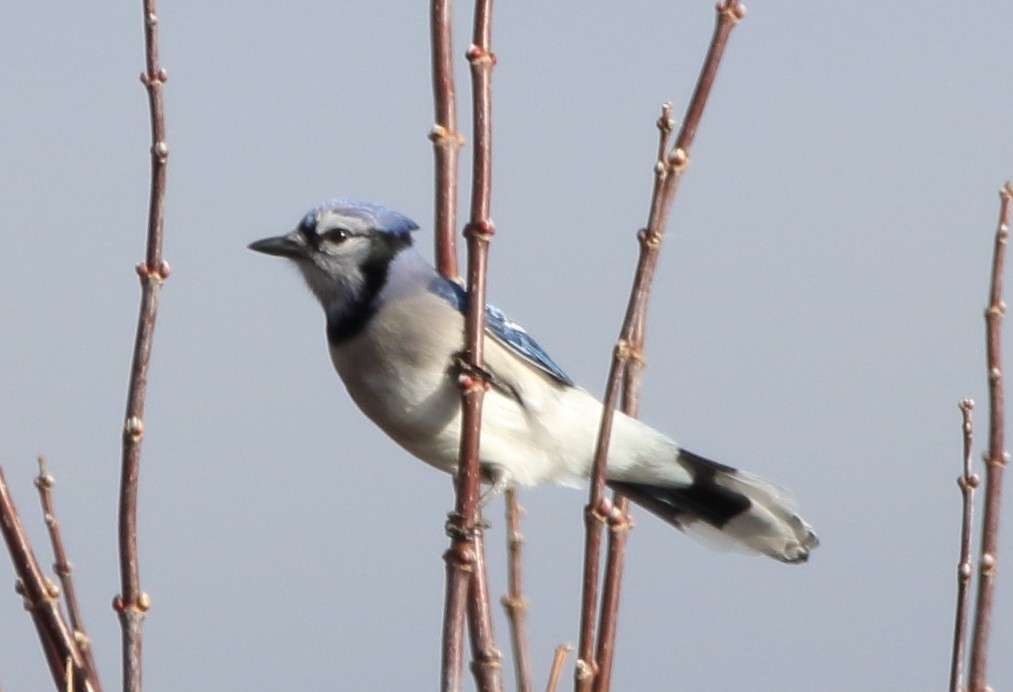 Blue Jay - ML76436351