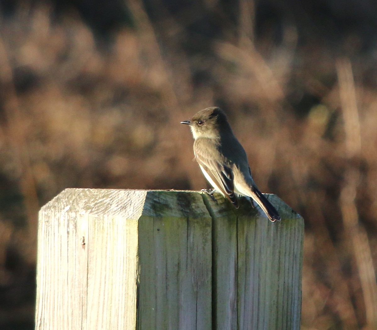 Eastern Phoebe - ML76436431