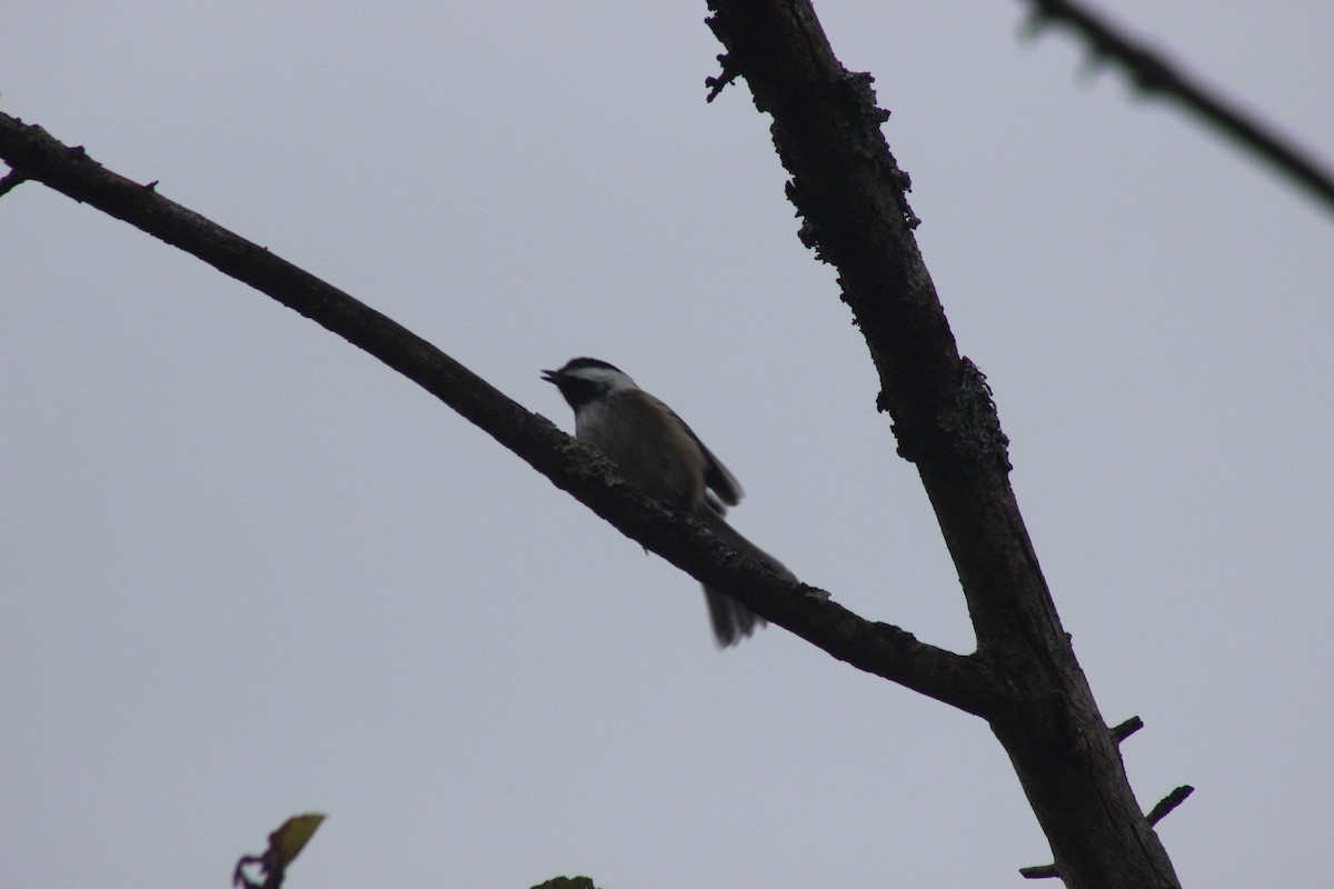 Black-capped Chickadee - ML76436451