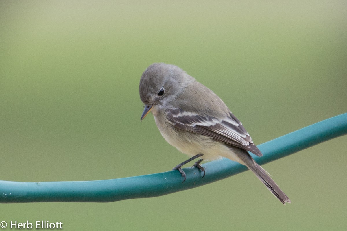 Gray Flycatcher - ML76437061