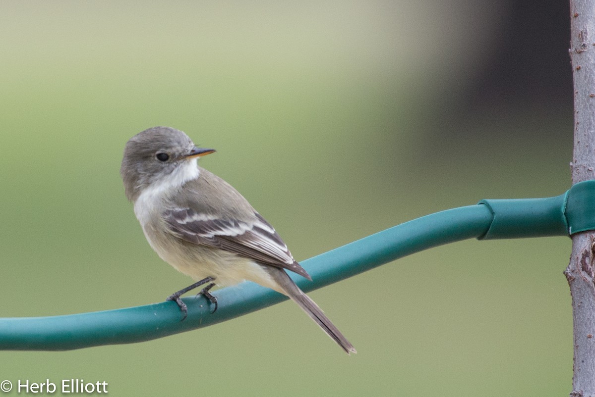 Gray Flycatcher - Herb Elliott