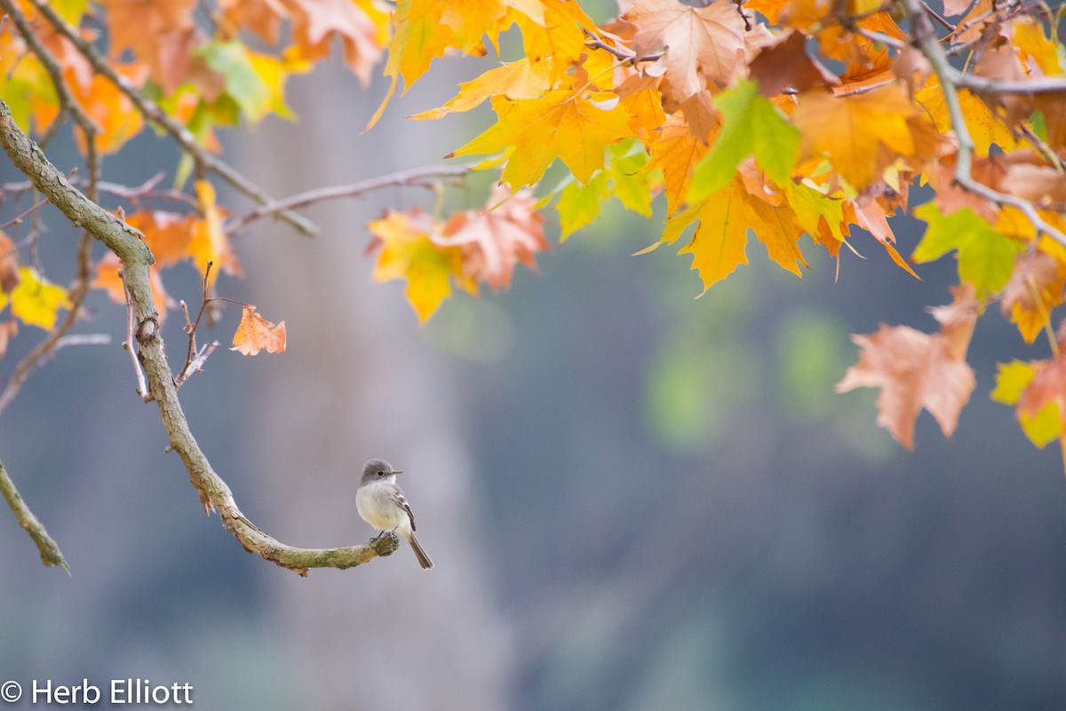 Gray Flycatcher - Herb Elliott