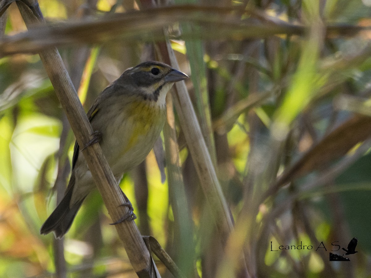 Dickcissel - Leandro Arias Salazar