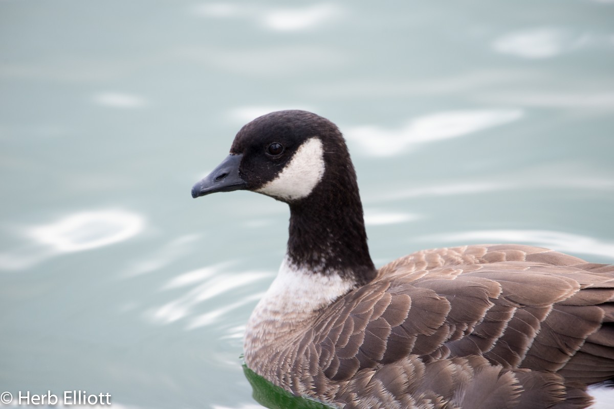 Cackling Goose - ML76438891