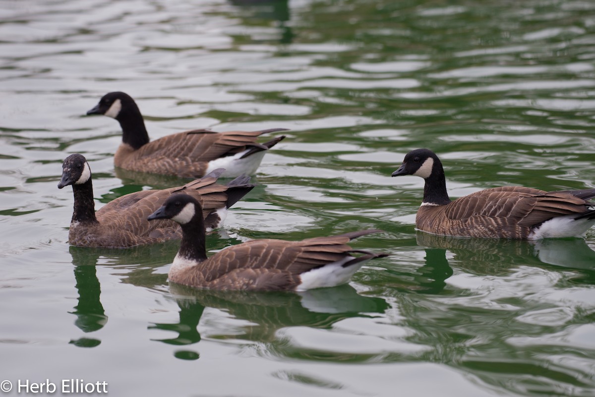 Cackling Goose - Herb Elliott