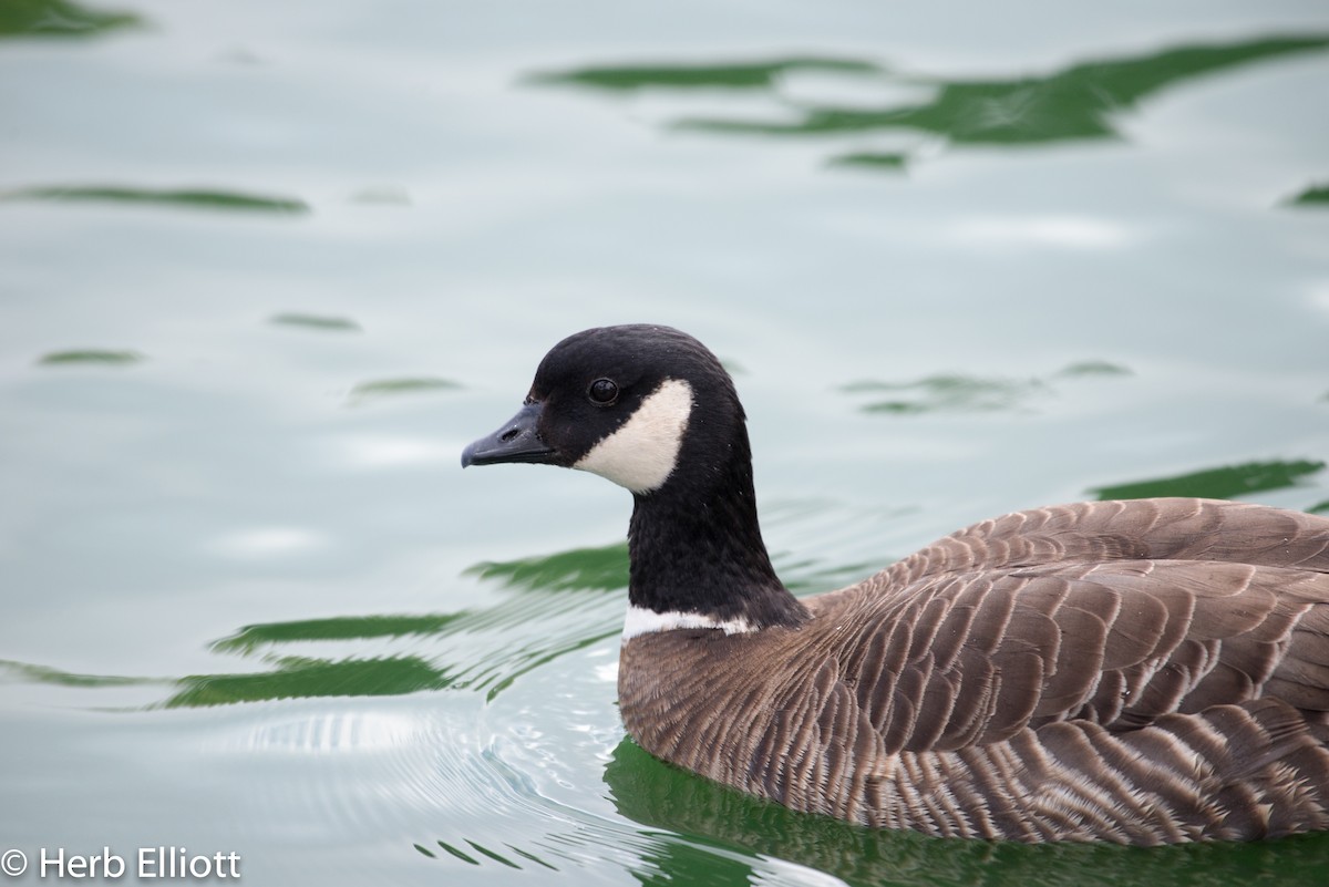 Cackling Goose - ML76438941