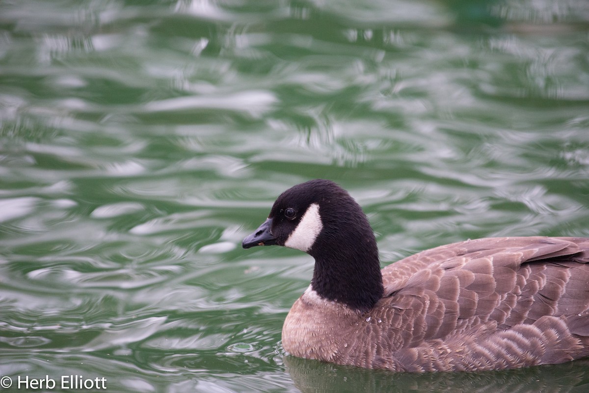 Cackling Goose - Herb Elliott