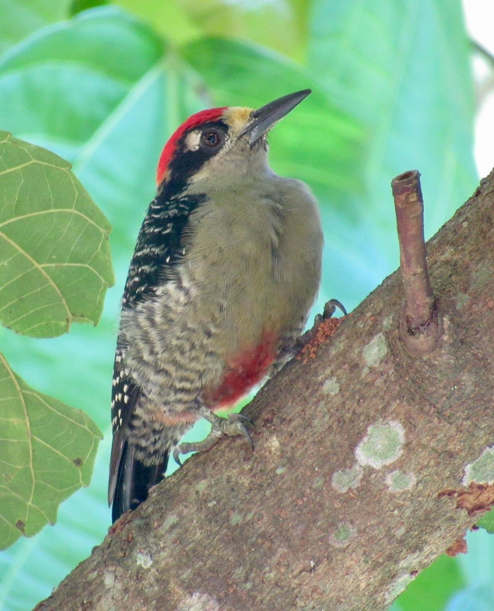 Black-cheeked Woodpecker - ML76439091