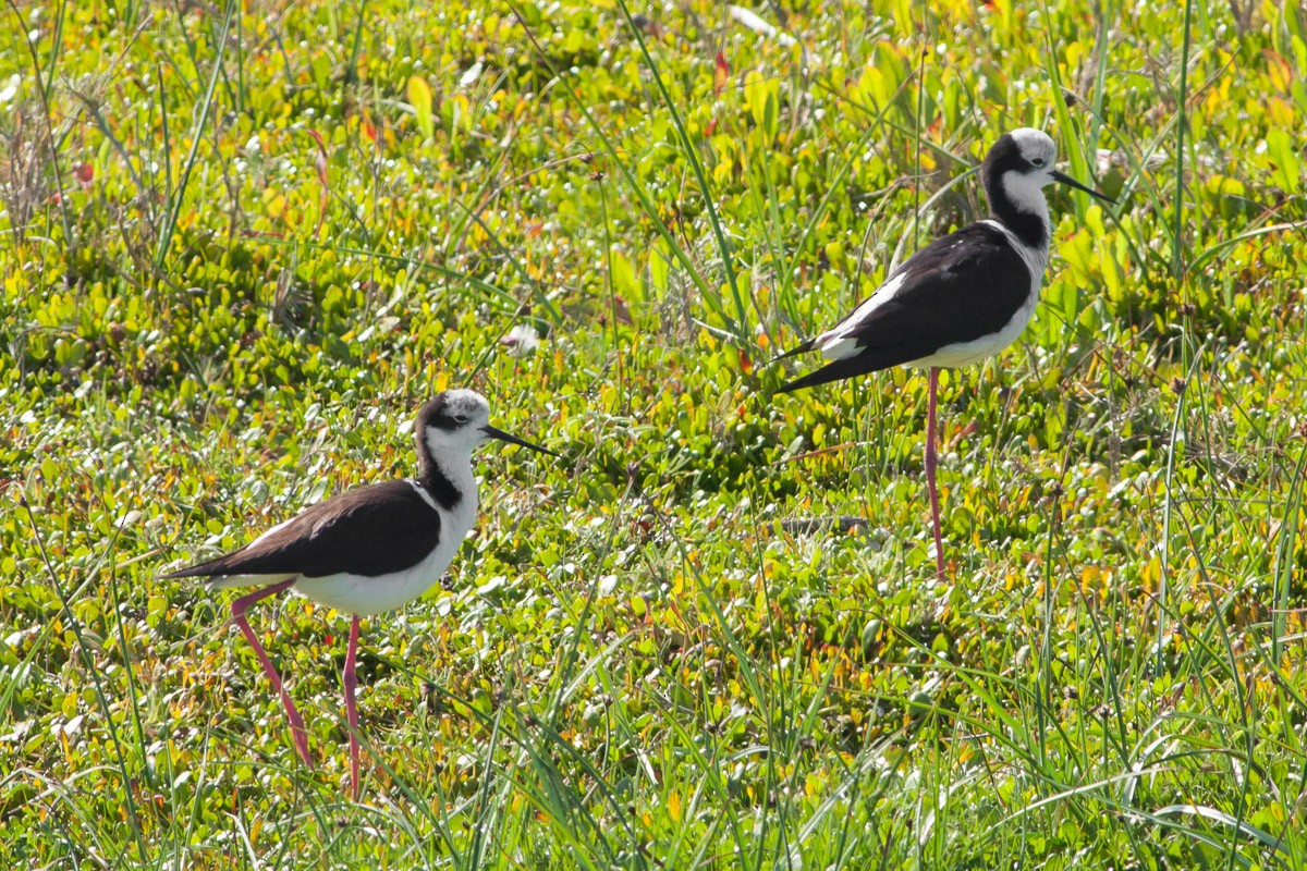 Black-necked Stilt (White-backed) - ML76439101