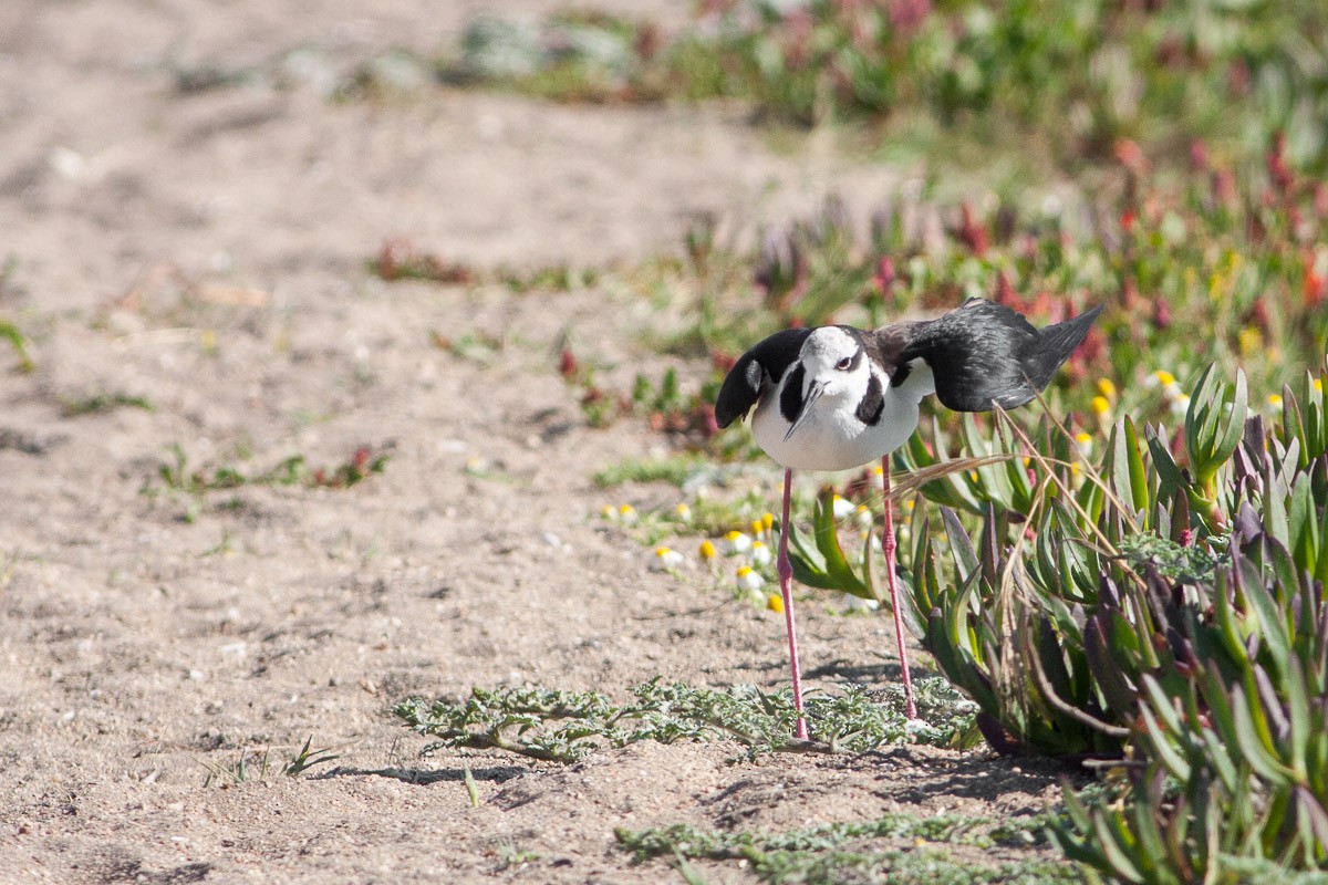 Black-necked Stilt (White-backed) - ML76439171