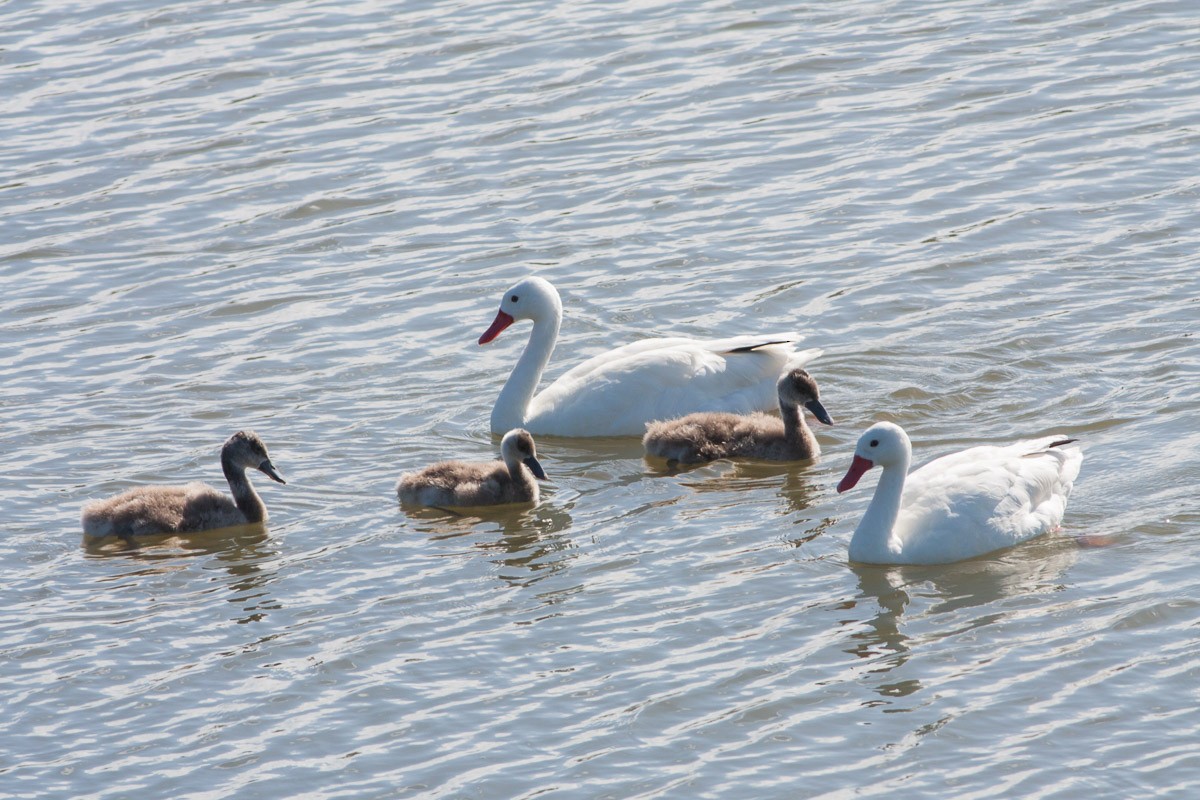 Coscoroba Swan - ML76439351