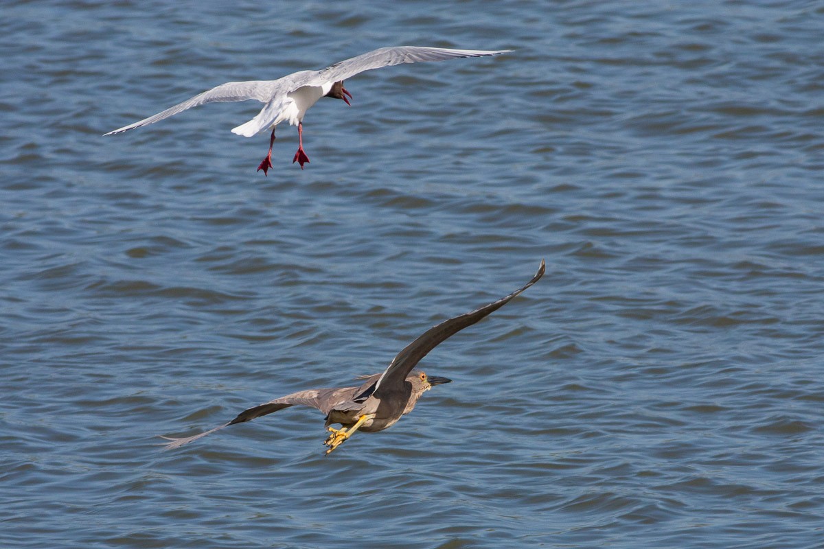 Black-crowned Night Heron (Dusky) - ML76439661