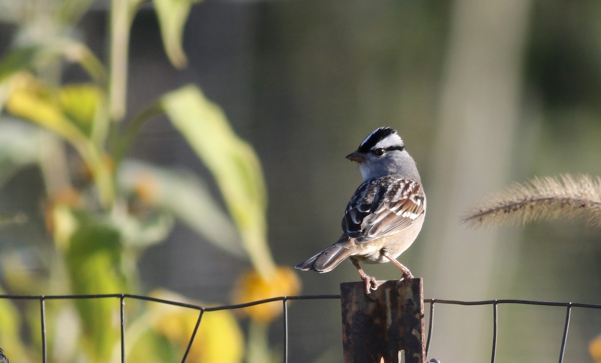 White-crowned Sparrow (leucophrys) - ML76439821