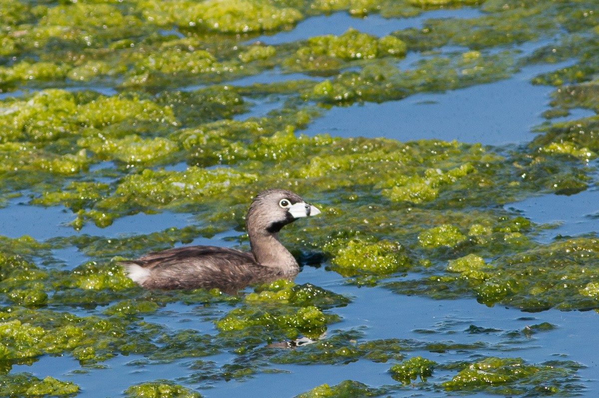 Pied-billed Grebe - ML76440001