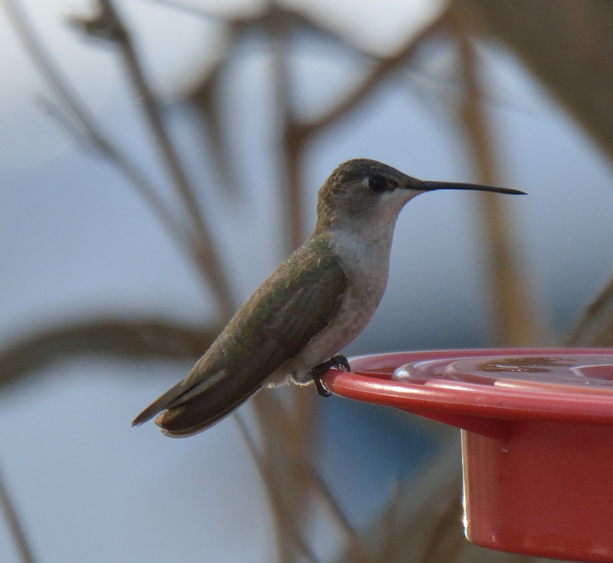 Black-chinned Hummingbird - Jason Denesevich