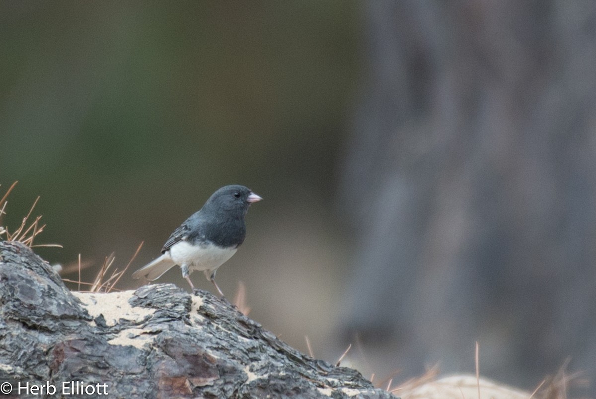 Dark-eyed Junco (Slate-colored) - ML76440351