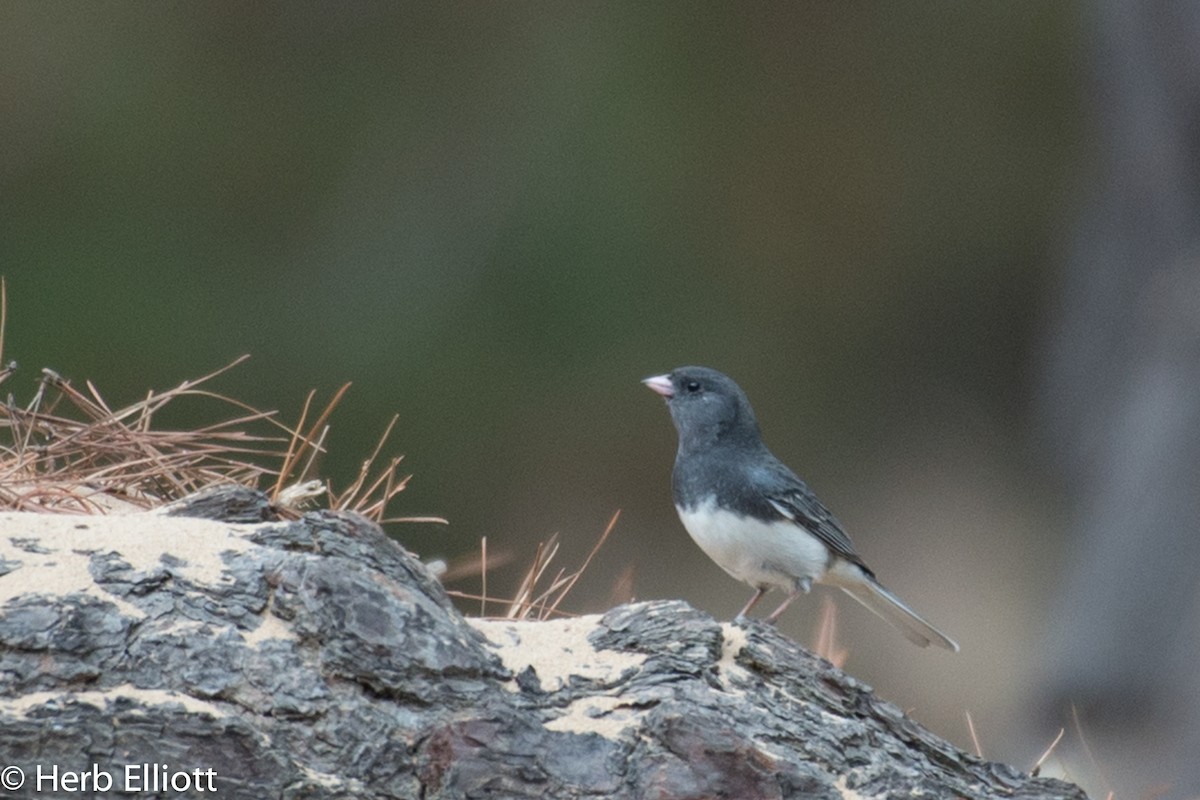 Юнко сірий (підвид hyemalis/carolinensis) - ML76440361