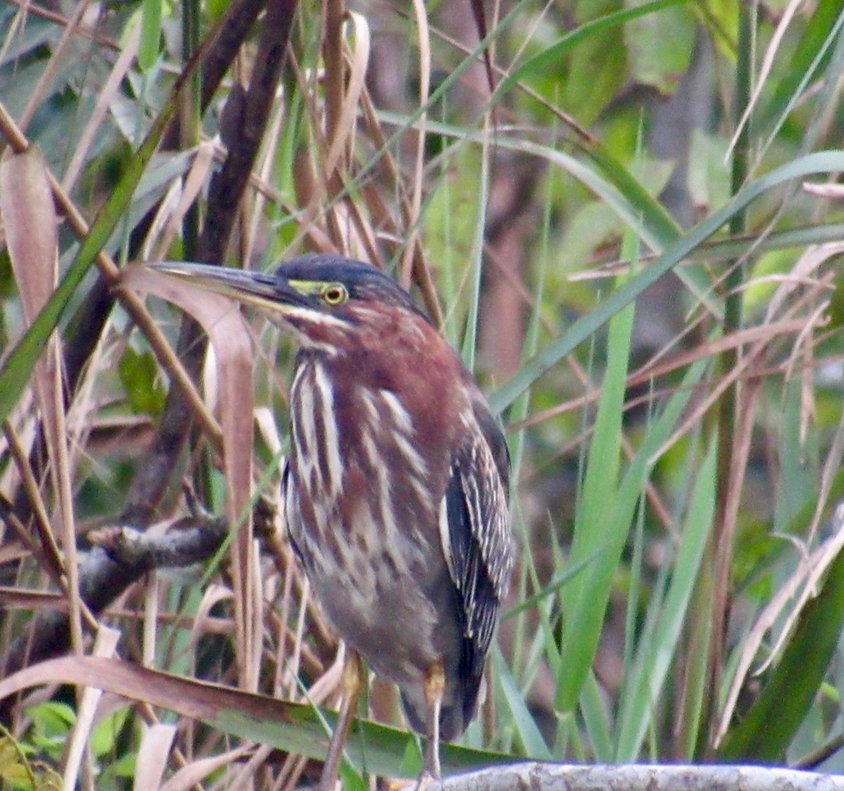 Green Heron - ML76440921