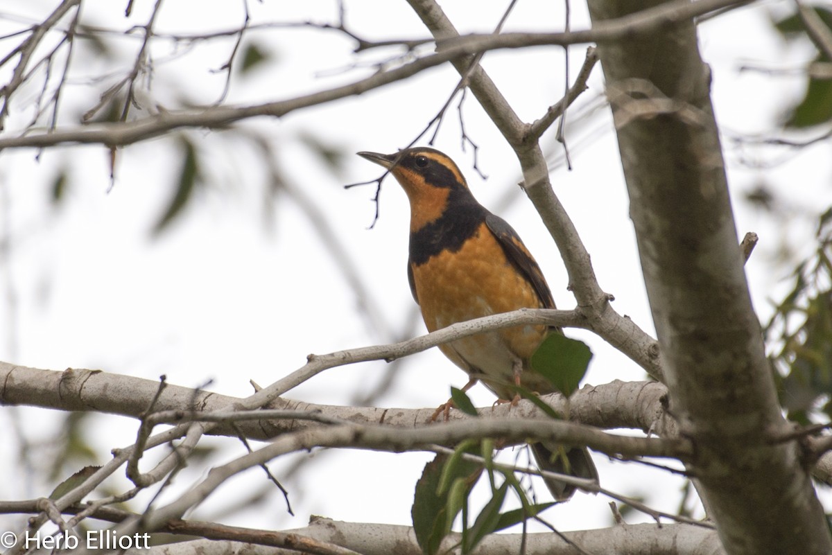 Varied Thrush - Herb Elliott