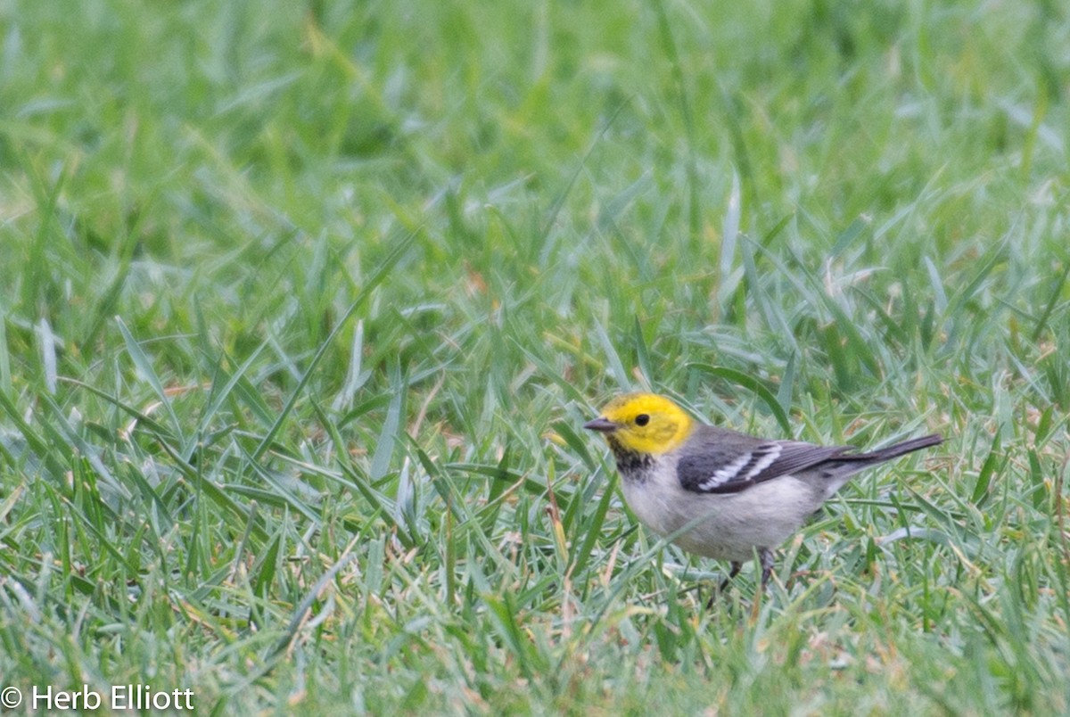 Hermit Warbler - Herb Elliott