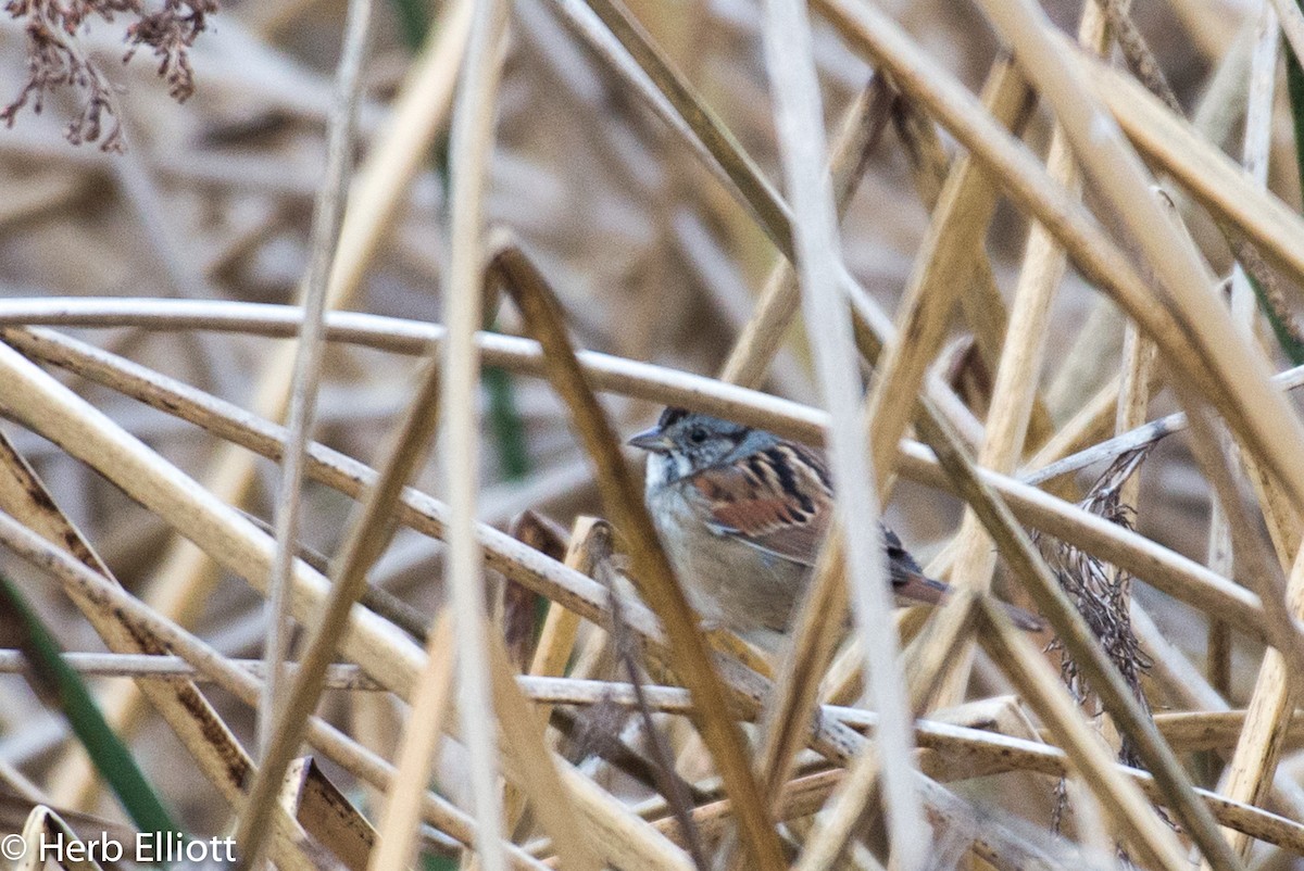 Swamp Sparrow - ML76443041