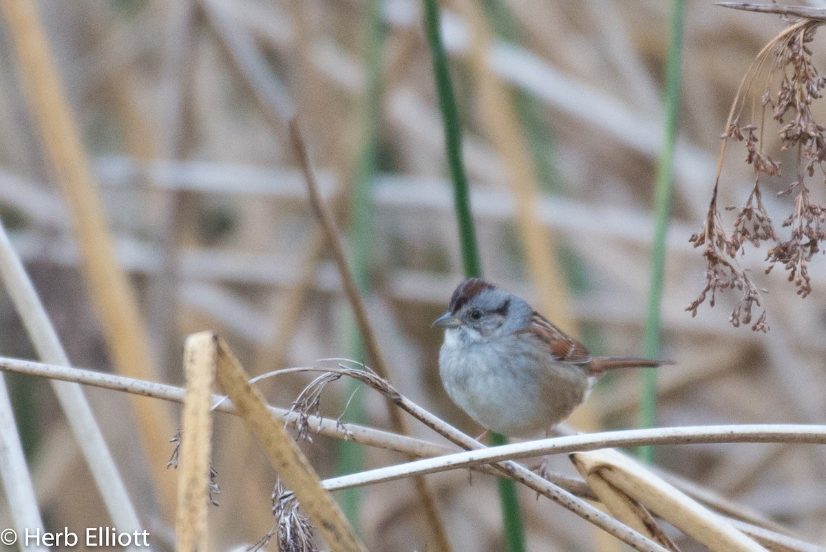 Swamp Sparrow - ML76443251