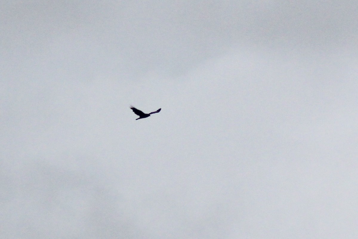 Turkey Vulture - Zac Cota