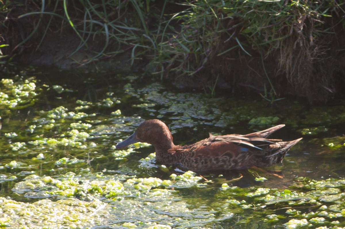 Cinnamon Teal - ML76444031