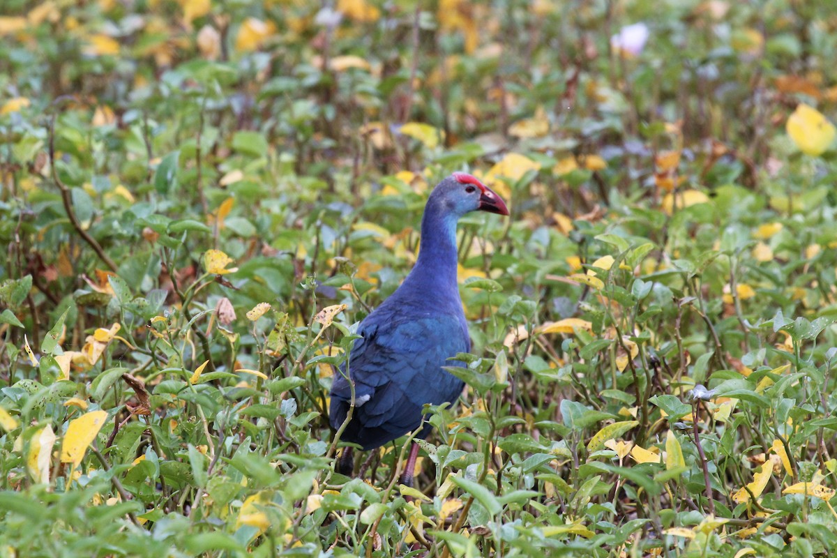 Gray-headed Swamphen - ML76444471