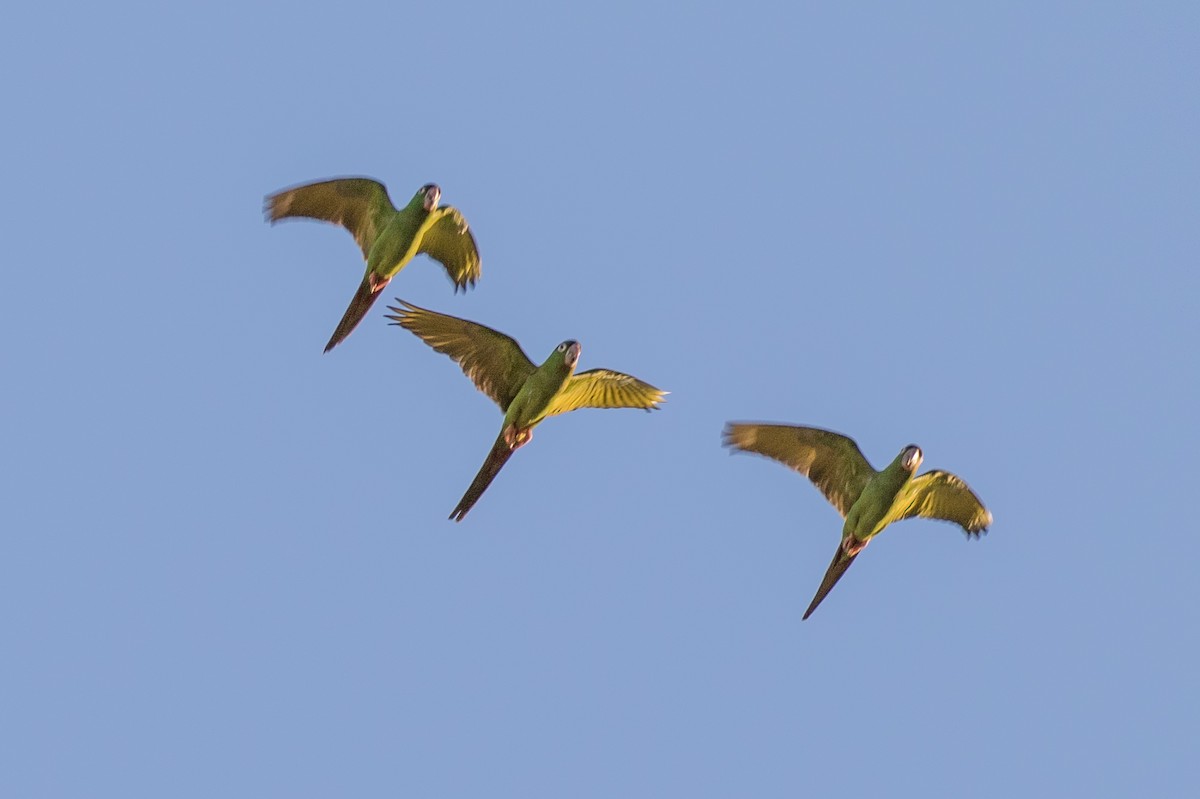 Blue-crowned Parakeet - ML76445141