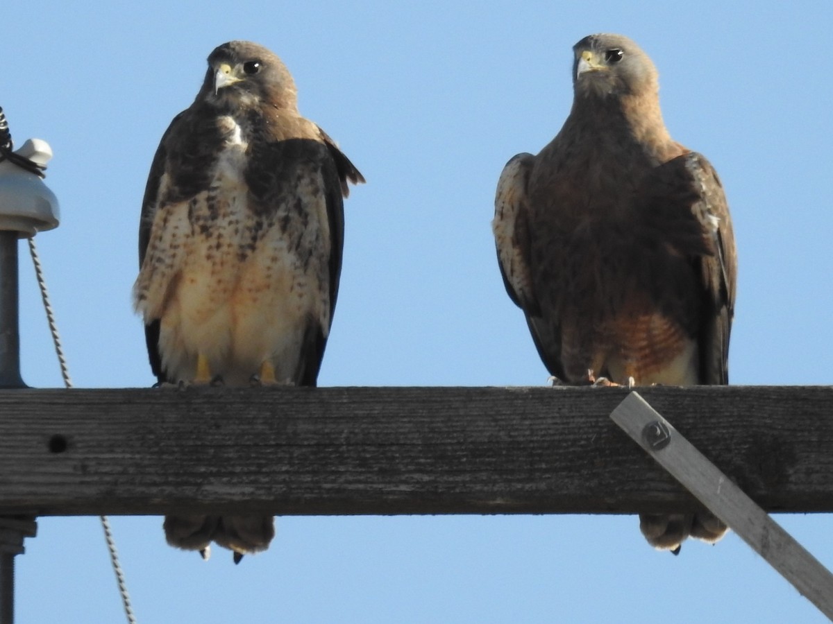 Swainson's Hawk - Sara Masuda