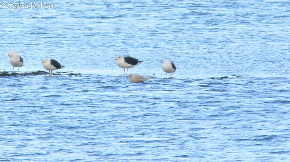 Iceland Gull - ML76446501