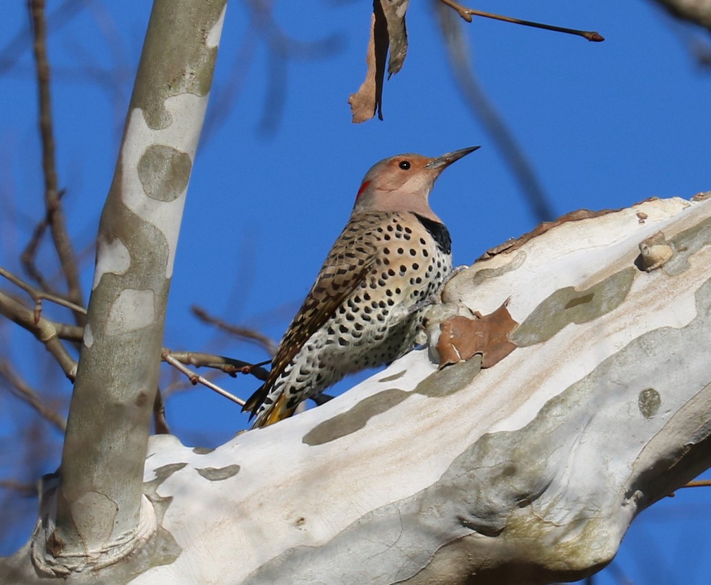 Northern Flicker - James Wheat
