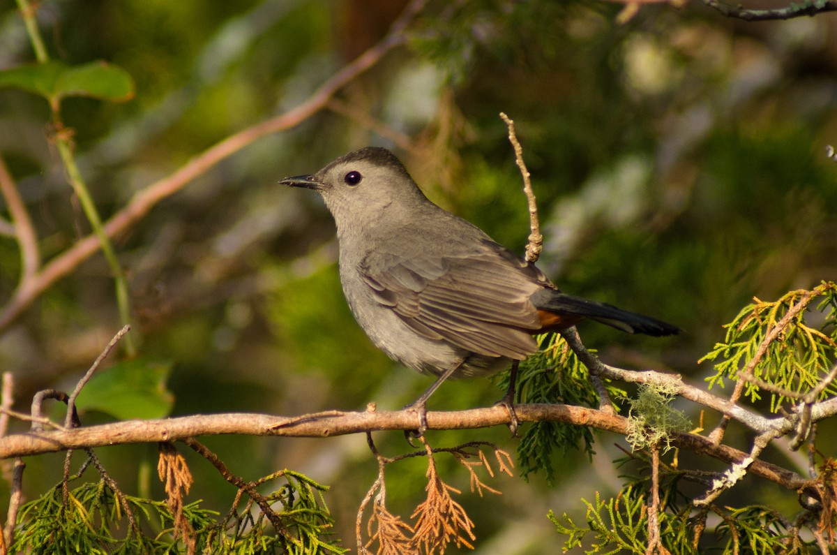 Pájaro Gato Gris - ML76454131