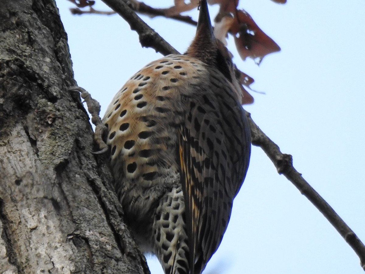 Northern Flicker - ML76455171