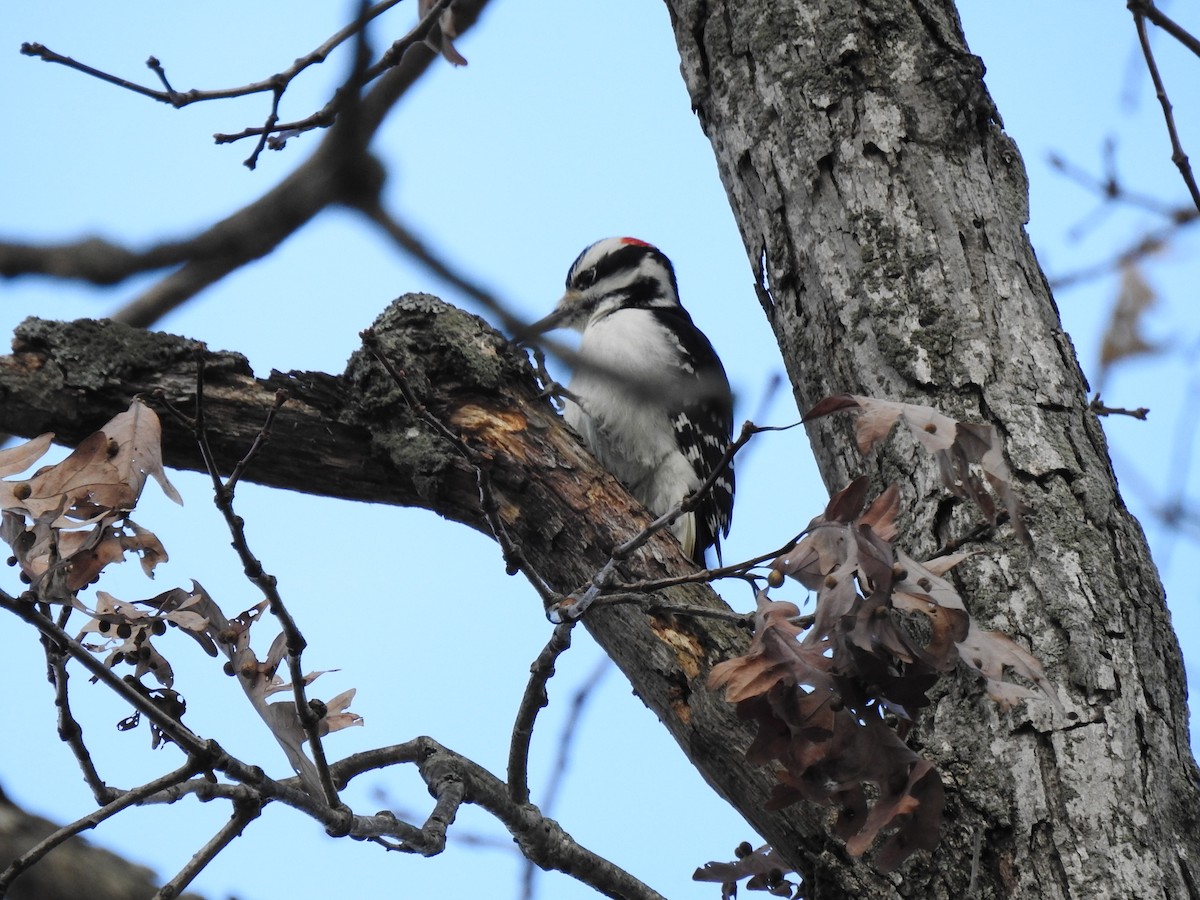 Hairy Woodpecker - ML76455371