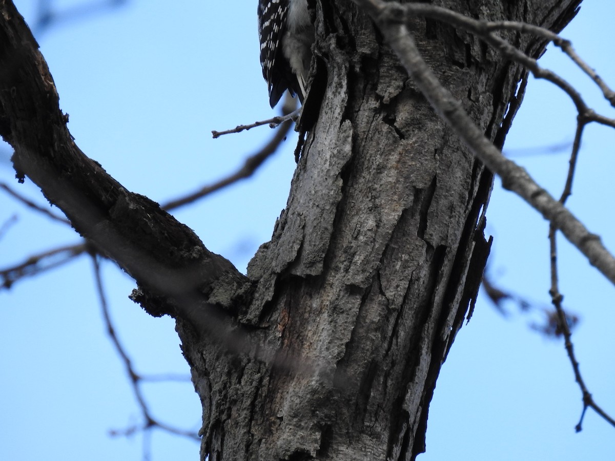 Hairy Woodpecker - ML76455681